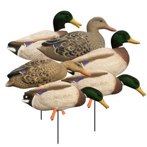 Several realistic duck decoys grouped together, featuring vibrant green heads, brown bodies, and detailed feather patterns.