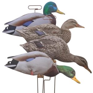 Duck hunting decoys with realistic duck patterns and colors, featuring mallard designs with green heads and brown bodies, used for waterfowl hunting in Casey, Iowa.