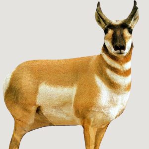 A pronghorn antelope with tan and white fur and dark facial markings.