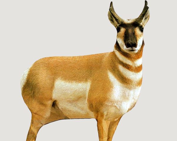 A pronghorn antelope with tan and white fur and dark facial markings.