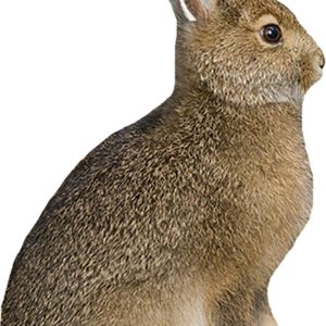 Cardboard cutout of a brown rabbit with detailed fur texture and upright ears, mounted on a black stand.