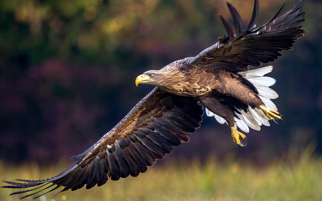 Protect Iowa’s Wildlife: 4 Key Preservation Initiatives to Support Local Ecosystems