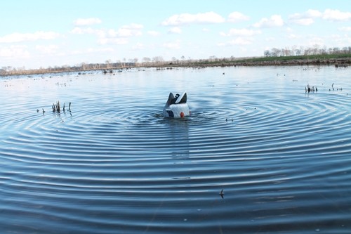 MOJO BUTT UP MALLARD RIPPLER - DECOY - Image 4